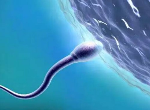 广州助孕机构：子宫内膜息肉和子宫肌瘤的区别是什么？